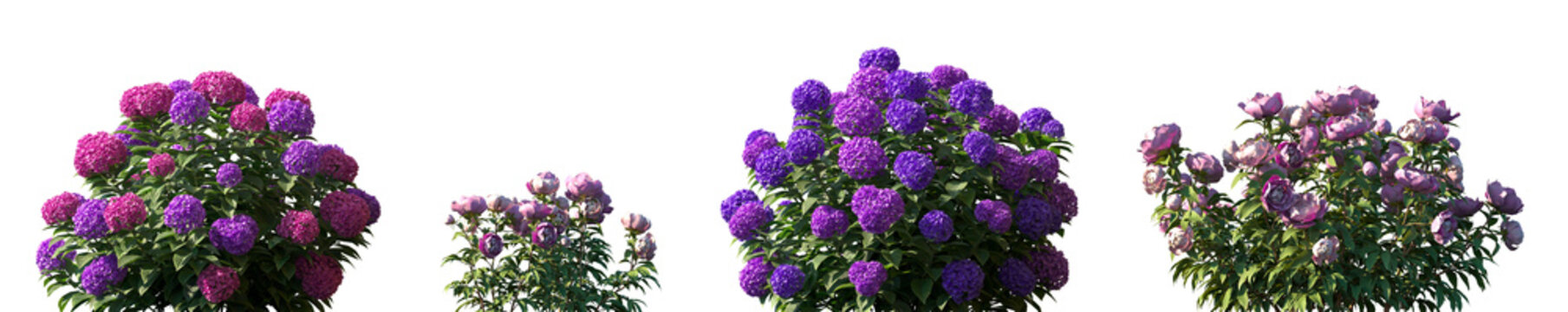 Set of Hydrangea macrophylla and Paeonia lactiflora frontal isolated png on a transparent background perfectly cutout high resolution