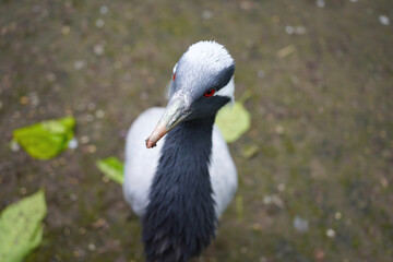 Obraz premium Close-up portrait of a demoiselle crane with striking red eyes in a natural habitat.