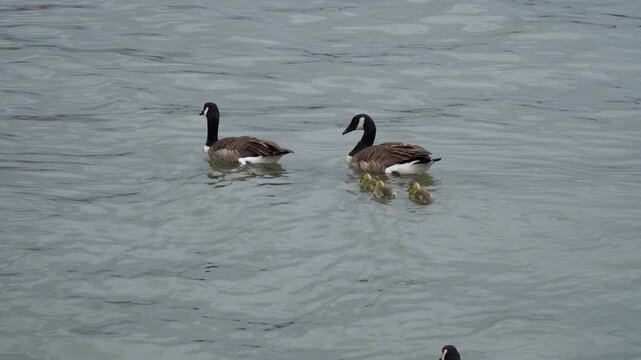 Two Canada geese swimming in lake with three goslings