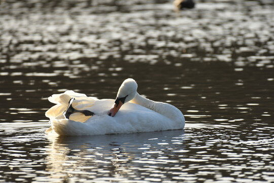 Mutre Swan Preening