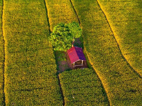 Aerial view of the Kemumu rice fields featuring a small hut with a red roof and a lush green tree surrounded by golden crops at sunset in Arma Jaya, Bengkulu, Indonesia.