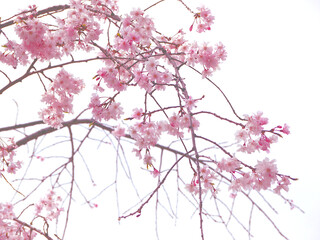 Fototapeta premium 満開の桜