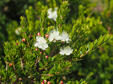 Myrtus communis or true myrtle, small white flowers, close up. Common Myrtle, evergreen shrub, flowering plant in the myrtle family Myrtaceae. It was also seen as a symbol of restoration and recovery.