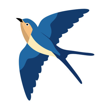 blue swallows bird flying in the air