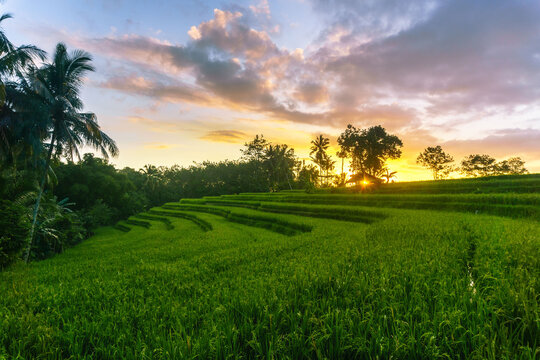 Aerial view of Kemumu rice terraces with vibrant green fields, palm trees, and a golden sunset sky with soft clouds Arma Jaya, Bengkulu, Indonesia.