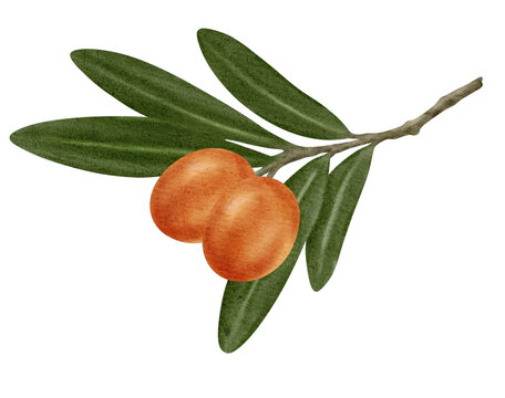 Watercolor illustration of sea buckthorn with leaves