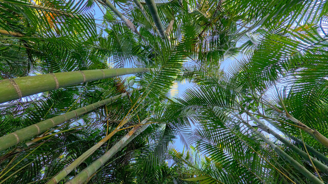 Beautiful areca palm tree plantation landscape against blue sky, tropical agriculture field of green palm trees in Indonesia