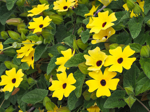 Thunbergia alata, bright yellow hairy flowers and green leaves, close up. 'Black-eyed Susan' vine or Clockvine is a herbaceous perennial climbing and flowering plant in the family Acanthaceae.
