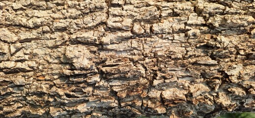 Close-up of tree bark texture background © Nontawat