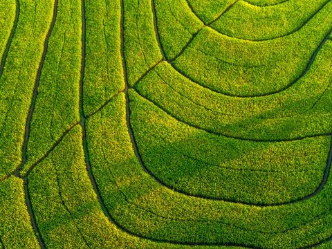 Aerial view of the Kemumu terraced rice fields with curved irrigation paths and lush green crops under golden sunlight in Arma Jaya, Bengkulu, Indonesia.