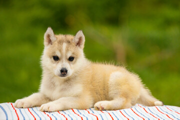 Small Siberian husky puppy lying on a striped blanket. Cute purebred baby dog resting on green grass background © Alina Ziabrieva