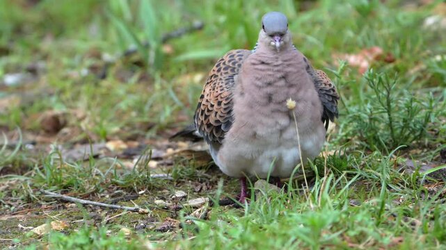 Oriental Turtle Dove Standing in Wet Grass After Rain
