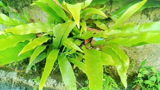 Fresh Green Bird's Nest Fern (Asplenium Nidus) Growing Wild on Stone Wall