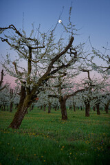 Fototapeta premium Full Moon over Flowering Cherry Trees in France