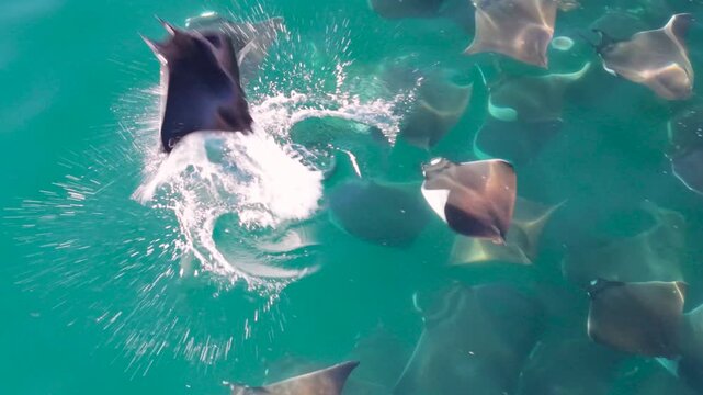Watch mobula rays leap and dance above the surface in Sea of Cortez in Baja California Sur, Mexico during this exciting display.