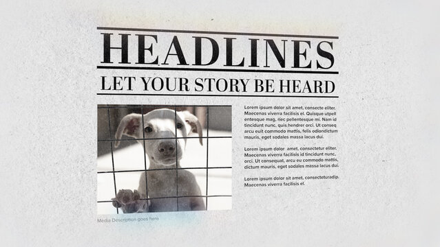 News Paper Slides