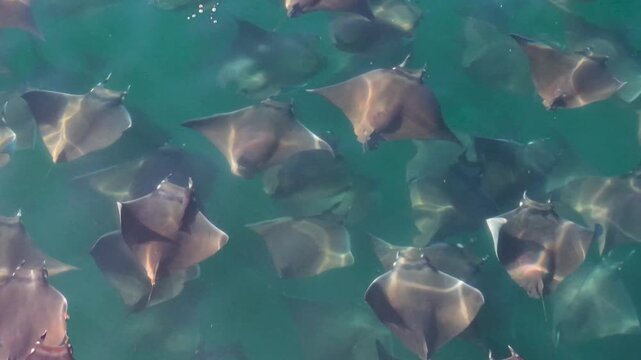 Large school of mobula rays leaps and dances in the water of the Sea of Cortez in Baja California Sur, Mexico.