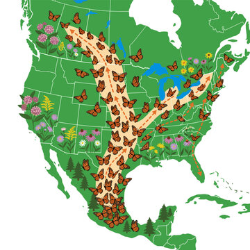 Monarch butterfly migration route map across North America