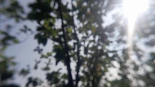 tBlurred forest view with sunlit canopy. Dense green leaves frame bright sunlight. Sunbeams pierce through tree branches. Nature's quiet beauty captured in soft focus. Ideal for tranq