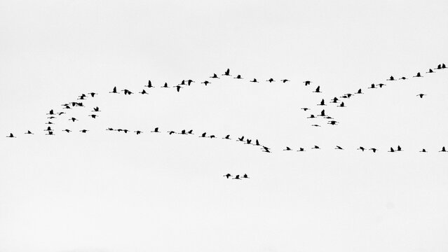 Migrating Common Cranes (Grus grus) Flying in Multi-Tiered Lines⁠