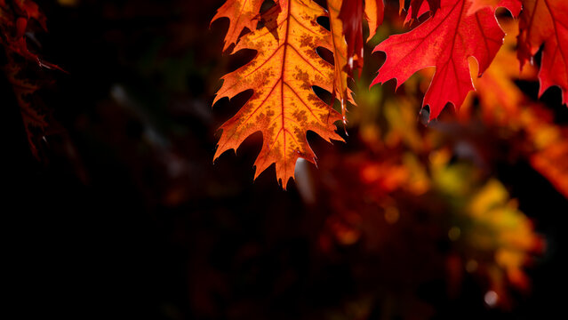 Last autumn oak leaves on a branch. Yellow leaf against the sky..