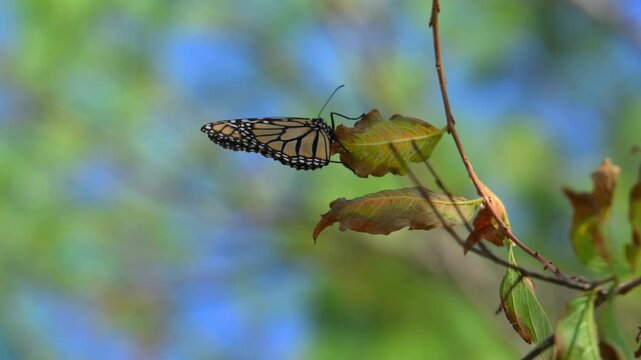 A Monarch butterfly (Danaus plexippus). Butterflies collecting nectar from flowers. Alabama, Alabama