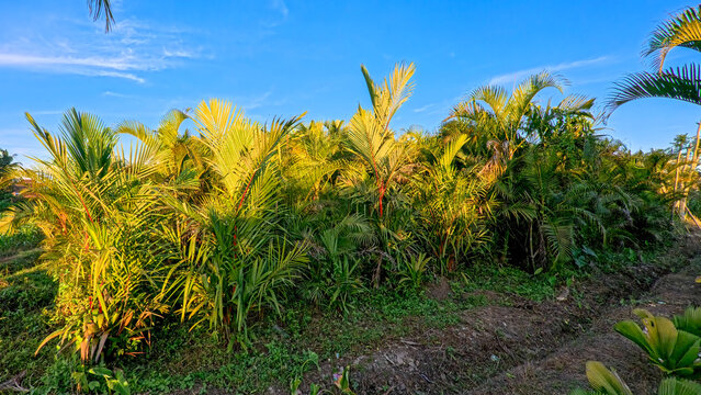 Beautiful areca palm tree plantation landscape against blue sky, tropical agriculture field of green palm trees in Indonesia