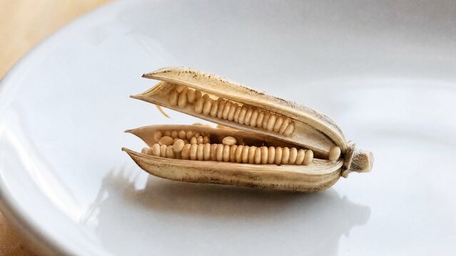 beniseed. A dried sesame pod split open on a white plate, revealing tiny seeds. gardening catalogs, home-decor guides, designed for home decor and floral branding, used by chefs.