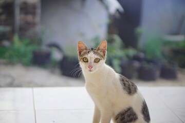 Plakat Calm expression of a light tabby patterned pet cat with a soft bokeh background.