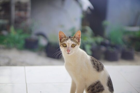 Calm expression of a light tabby patterned pet cat with a soft bokeh background.