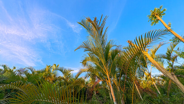 Beautiful areca palm tree plantation landscape against blue sky, tropical agriculture field of green palm trees in Indonesia
