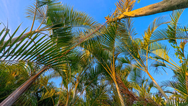 Beautiful areca palm tree plantation landscape against blue sky, tropical agriculture field of green palm trees in Indonesia
