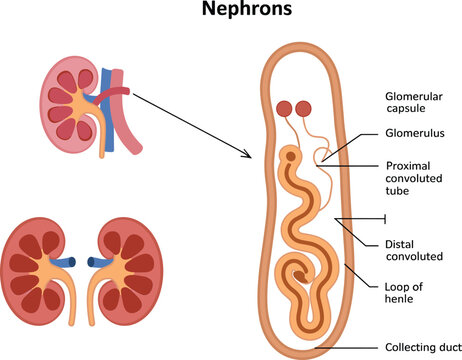 Kidney anatomy nephrons diagram showing glomerulus capsule and convoluted tubes.