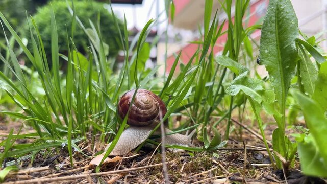 A low-angle shot of a black snail with a spiral shell slowly making its way toward the camera amid green grass and dandelion leaves.