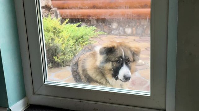 Funny fluffy dog standing behind glass door with tongue out, curious pet waiting outdoors near countryside house. Loyalty, friendship, playful mood, domestic animal portrait. dog licks glass door.