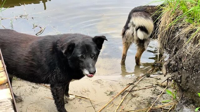 Homeless mixed breed dogs standing beside shallow water in wild nature setting, abandoned animal concept, outdoor survival scene, neglected pet problem, natural countryside atmosphere.