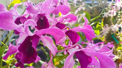 Beautiful pink and purple orchid flowers blooming in a sunny garden. Close up of exotic tropical dendrobium orchids with bright background