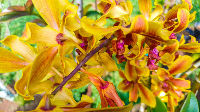 Beautiful yellow and brown curly orchid flowers blooming in a garden. Exotic tropical dendrobium orchid under bright outdoor sunlight