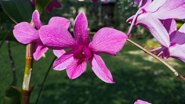Beautiful purple orchid flowers blooming in a garden. Exotic tropical dendrobium orchid on a soft green grass lawn background