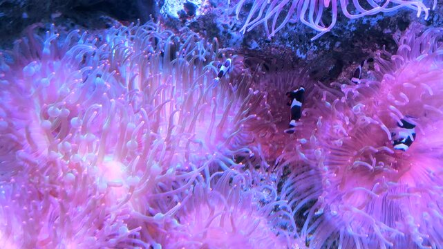 Clownfish swimming safely among the tentacles of a pink sea anemone.