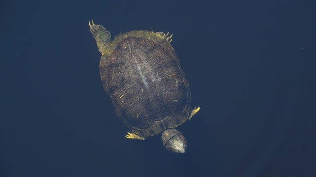 Alabama, Dauphin Island Park, Beach Board. A red-eared slider (Trachemys scripta elegans).