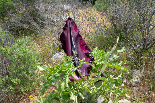 Dracunculus Vulgaris - Purpurfarbenes Bl&uuml;tenblatt der Gemeinen Drachenwurz - Insel Kos, Griechenland