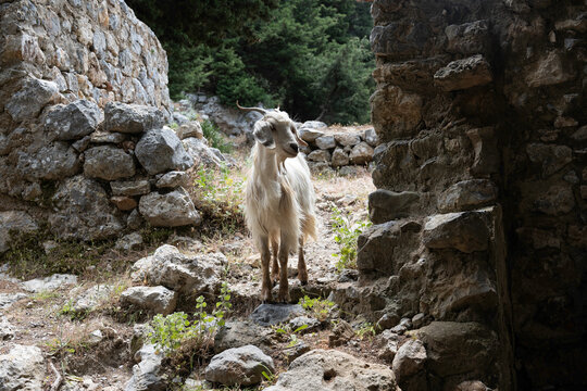 &Uuml;berraschender Begegnung - Ein Ziegenbock zwischen den Ruinen des aufgegebenen  Dorfes Paleo Pyli - Insel Kos, Griechenland,