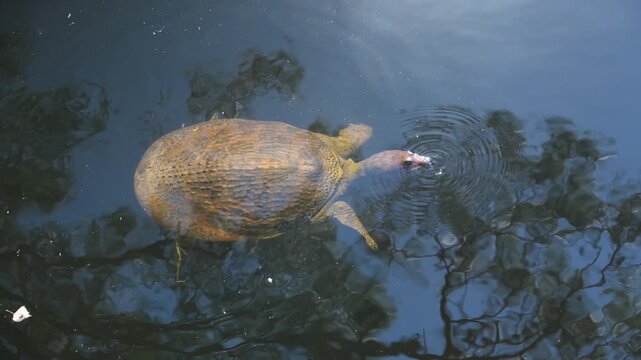 Alabama, Dauphin Island Park, Beach Board. A Florida Softshell Turtle (Apalone ferox)