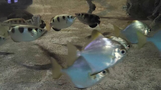Close-up of an archerfish known for shooting water at insects above the surface.