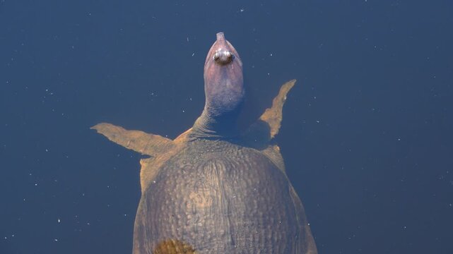 Alabama, Dauphin Island Park, Beach Board. A Florida Softshell Turtle (Apalone ferox)