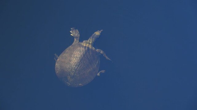 Alabama, Dauphin Island Park, Beach Board. A Florida Softshell Turtle (Apalone ferox)