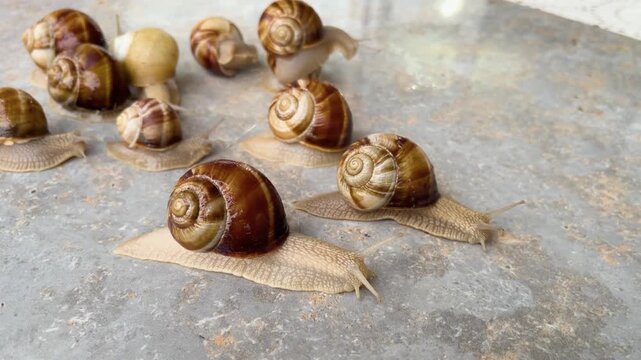 A close-up, sharp macro shot of numerous spiral-shelled land snails (Helix pomatia) slowly moving in the same direction across a textured concrete floor.