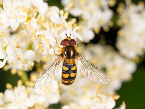 Bio Diversity - Episyrphus balteatus - Macro of a Hover Fly between white Flowers