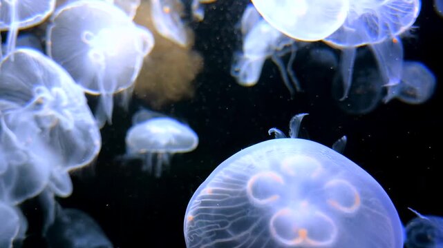Close-up of a vibrant, colorful jellyfish in various stages of bloom. The jellyfishs tentacles are translucent, and they form a delicate.